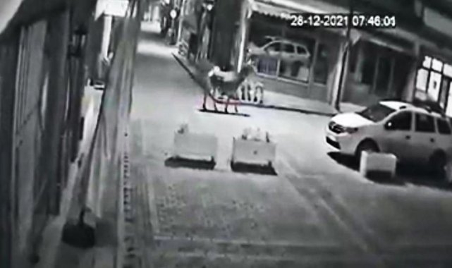 Ankara&#039;da aç kalan geyik şehir merkezine indi