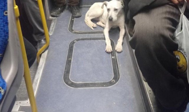 Ankara'nın "Gezgin köpeği" Barış, EGO gtobüsleri ile seyahat ediyor