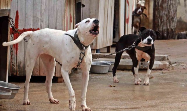 Antalya Sokak Hayvanları Bakımevi 100'e yakın Pitbull ve Dogo Arjantin köpeklerine ev sahipliği yapıyor
