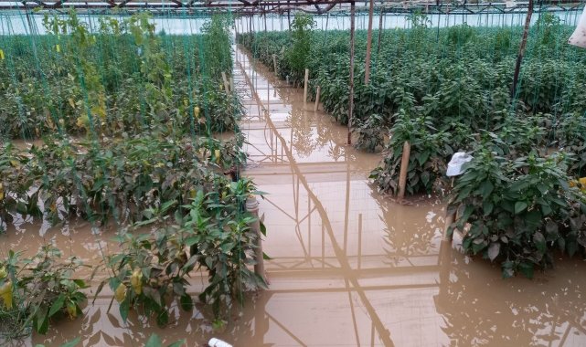 Antalya'da dere taştı, biber serası sular içinde kaldı