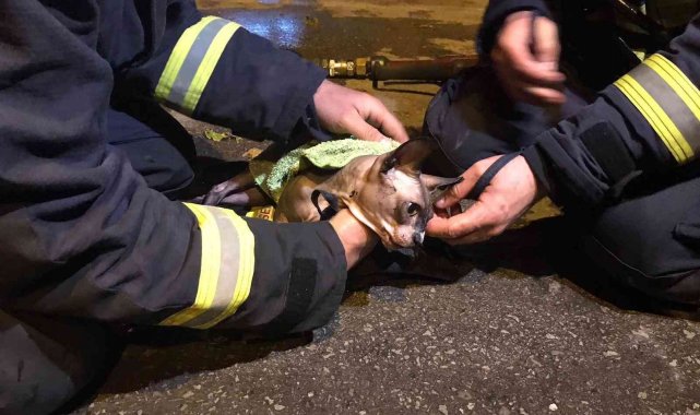 Antalya'da dumandan etkilenen kedi itfaiye ekipleri sayesinde hayata tutundu