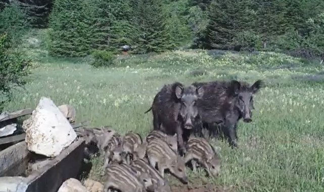 Antalya'da yaban hayatı fotokapana yansıdı