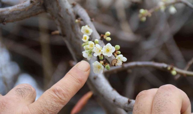 Aralık ayında erik ağacı çiçek açtı