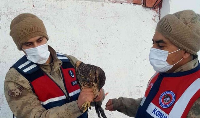 Ardahan&#039;da çakır kuşu donmak üzereyken bulundu