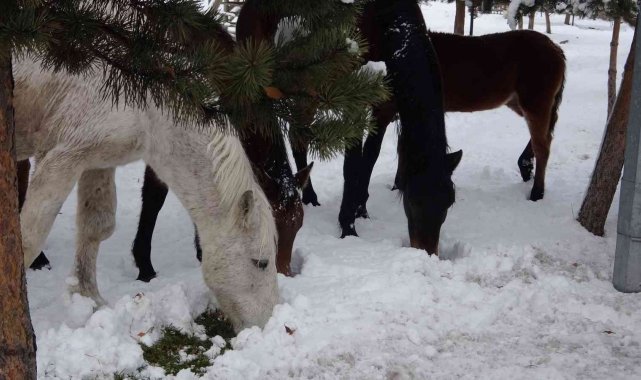 Ardahan'ın yılkı atları kışın özgür, yazın sahipli