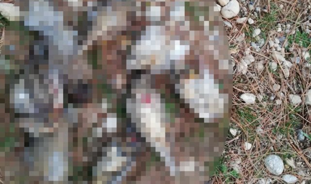 Ardıç kuşu avlarken yakalandılar