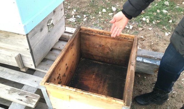 Arıcıların başı hırsızlarla dertte