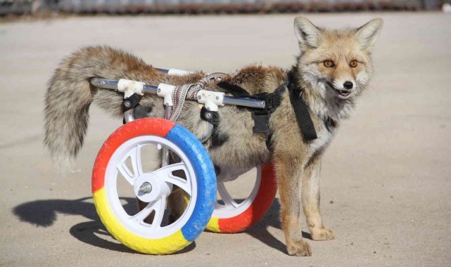 Arka bacakları felçli tilkiye protez takıldı