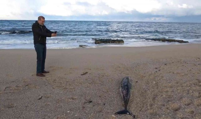 Arnavutköy'de kıyıya ölü yunus balığı vurdu