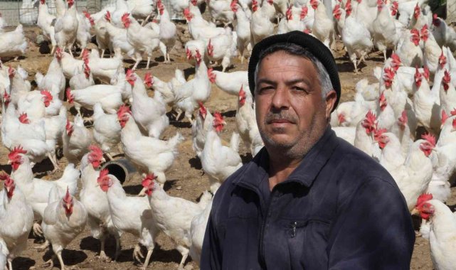 Artan yem fiyatlarına kızdı bin 500 tane tavuğu vatandaşlara ücretsiz dağıtmaya başladı