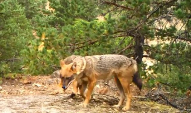 Artvin'de yaban hayatı fotokapanla görüntülendi