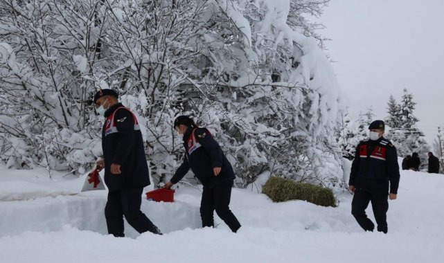 Artvin'de yaban hayatı için doğaya yem bırakıldı
