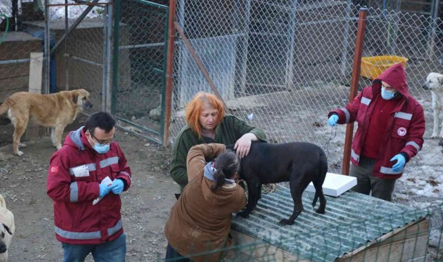 Artvin&#039;de yasaklı ırk köpekler kimliklendirilip kayıt altına alınıyor