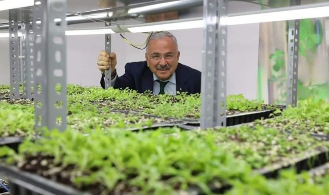 Ata tohumları Ordu'da hayat buluyor