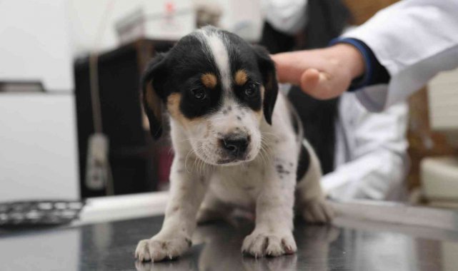 Atakum'un yeni can dostu: Günbey