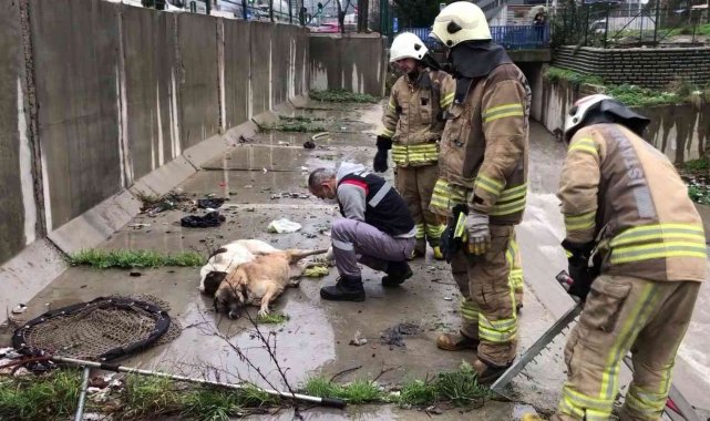 Ataşehir'de dereye düşen 6 köpek boğulmaktan kurtarıldı