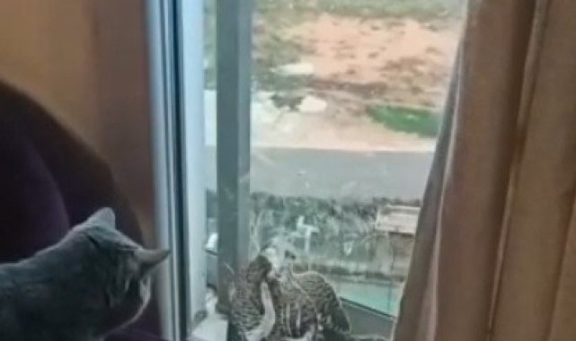 Atmaca balkon kapısı ile camı arasında sıkıştı