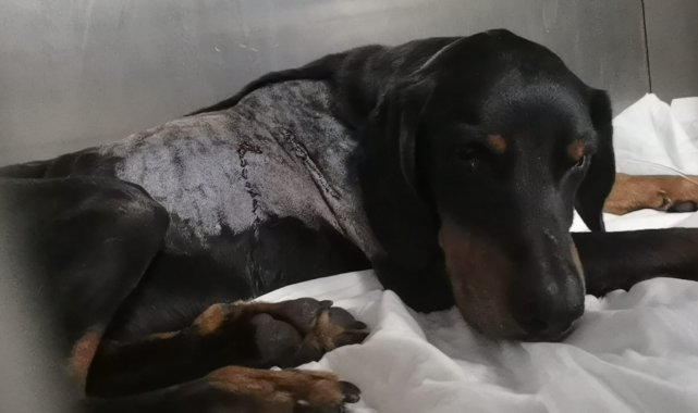 Avcıların silahından çıkan kurşun av köpeğine isabet etti