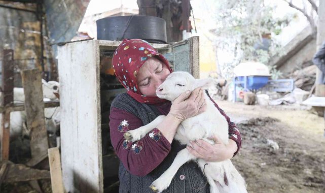 Aydın Büyükşehir Belediyesi&#039;nin koyun hibe desteği ile sürüler büyüyor