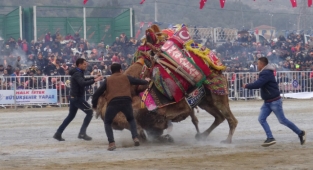 Aydın'da Yılın Son Deve Güreşi Gerçekleşti.