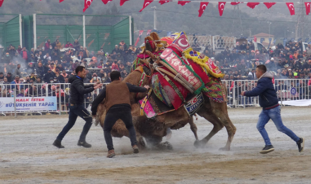 Aydın&#039;da Yılın Son Deve Güreşi Gerçekleşti.