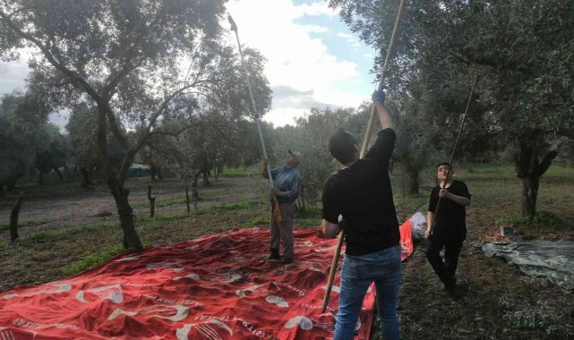 Aydın genelindeki yağışlar zeytin üreticisini sevindirdi