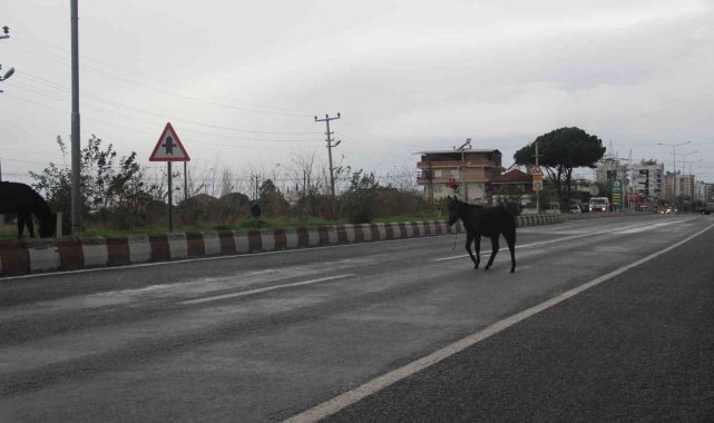 Aydın'da başıboş yük hayvanları sürücülerin korkulu rüyası haline geldi