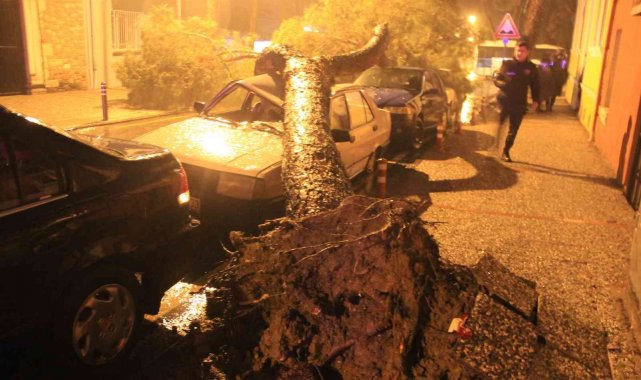 Aydın'da yağmurla birlikte devrilen çam ağacı, araçları hurdaya çevirdi