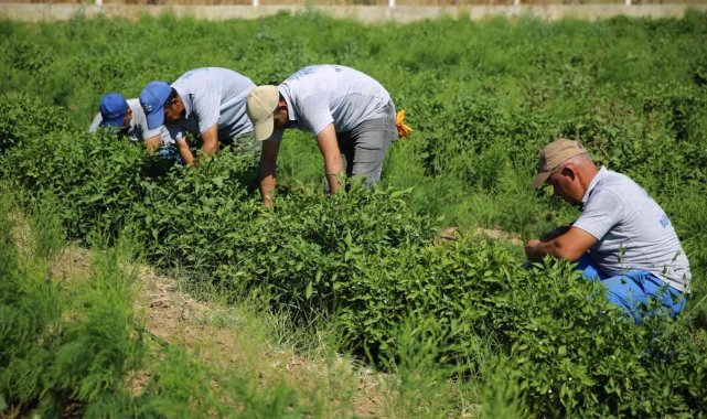 Aydınlı üreticilere müjde, destek ödemeleri başladı