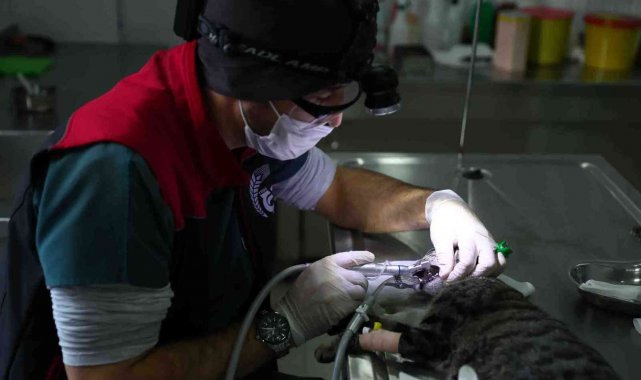 Bağcılar&#039;da can dostlara 5 yıldızlı sağlık hizmeti