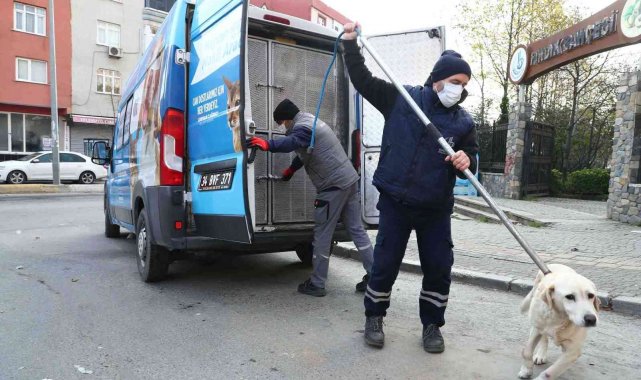 Bağcılar&#039;da sokak hayvanları güvende