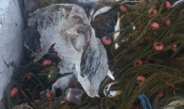 Balıkçıların ağlarına takılanlar pes dedirtti