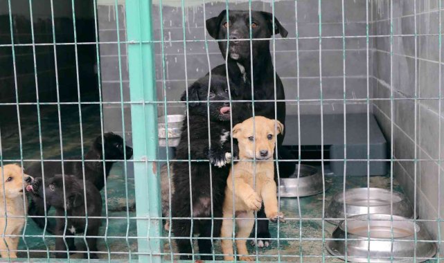 Barınakta kış hazırlıkları tamam