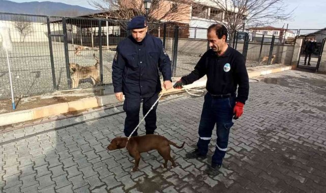 Başıboş olarak bulunan pitbull barınağına teslim edildi