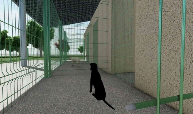 Başiskele'de sokak hayvanları için bakımevi yapılacak