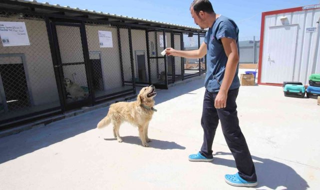 Bayraklı Belediyesi 1 yılda 4 bin 740 sokak hayvanına sağlık hizmeti verdi