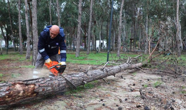 Beach Park'ta tehlike oluşturan ağaçlara önlem