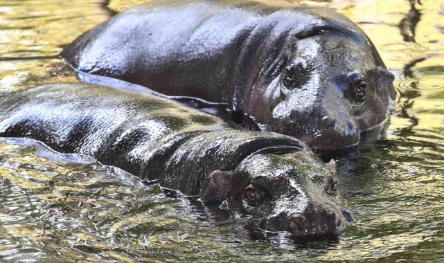 Belçika'da 2 su aygırı Covid-19'a yakalandı