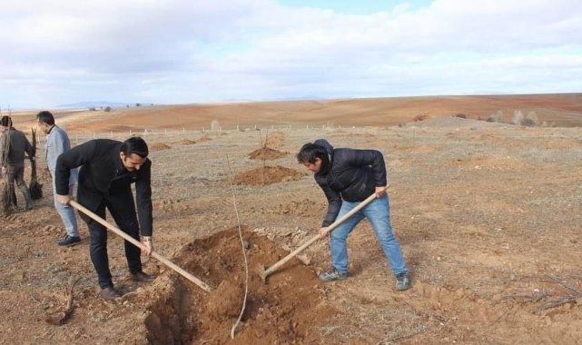 Beldeye kurulan meyve bahçesine ceviz ağacı diktiler