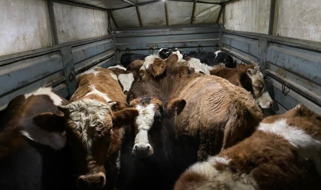 Besiciyi hedef alan dolandırıcılar yakalandı