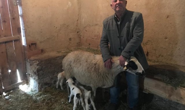Beşiz kuzular neşe ve umut kaynağı oldu