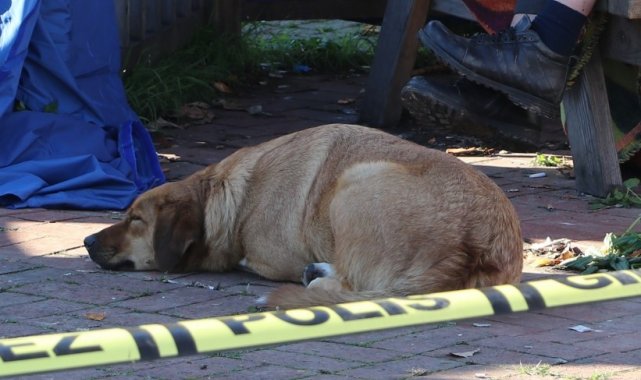 Beslediği köpek ölü bulunan evsiz adamın başından bir an bile ayrılmadı