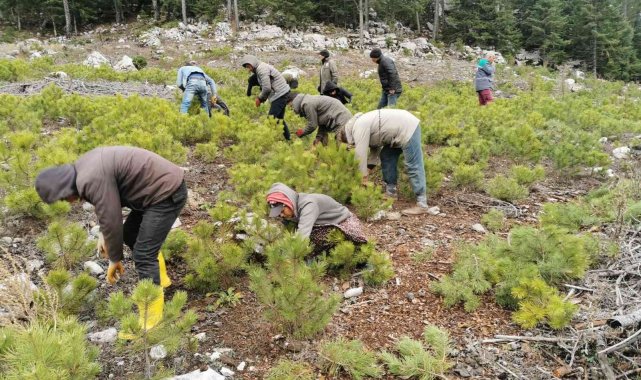 Beyşehir&#039;de ormanlık alanda gençlik bakım faaliyetleri sona erdi