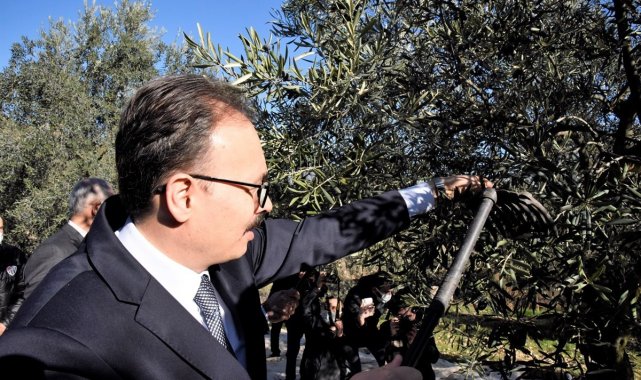 Bilecik'te zeytin hasadı yapıldı