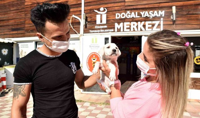 Binlerce hayvan tedavi edildi, yüzlercesi sahiplendirildi