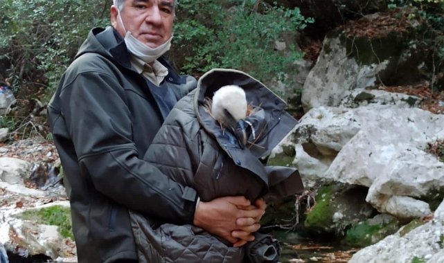 Bitkin halde bulduğu kızıl akbabayı ölmesin diye montuna sardı