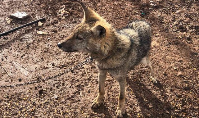 Bitkin halde bulunan kurt yavrusu yetkililere teslim edildi