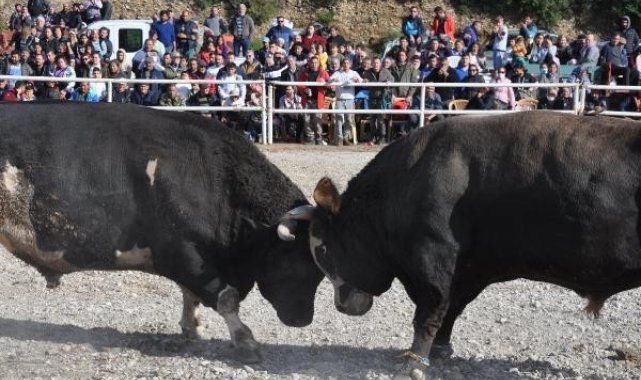Boğalar, Defne'nin tedavisi için güreşti