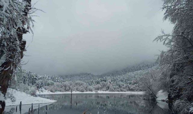 Bolu'da, yürüyüş yapan iki kişinin üzerine ağaç parçası düştü: 1 ölü 1 yaralı