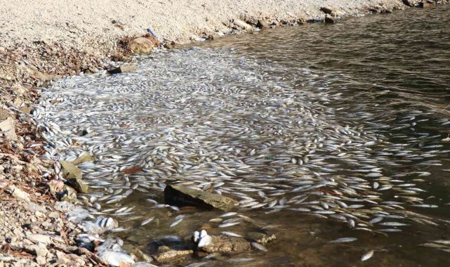 Bolu'da yüzlerce ölü balık kıyıya vurdu